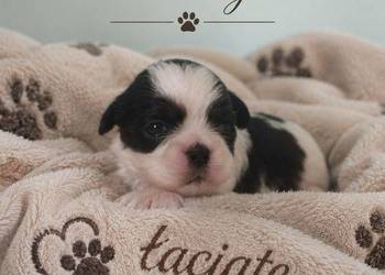Ostatnia suczka  shih tzu