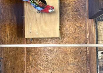 Rozella białolica para