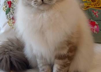 Kocurek ragdoll 2 letni Wrocław