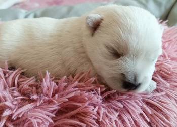 West Highland White Terrier ZKwP