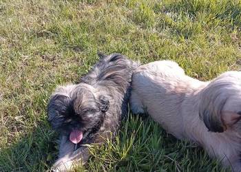 Śliczne shih tzu
