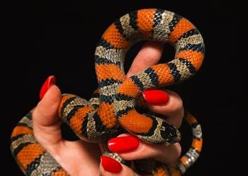 Lampropeltis mexicana lampro królewski para 2szt
