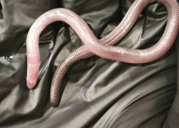 blanus sp. (blind snake), slepucha – młody osobnik, Benin