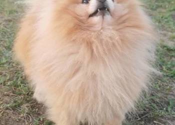 Dorosły pomeranian z uprawnieniami FCI
