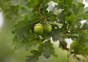 Dąb szypułkowy (Quercus robur) obwód 14-16 cm, z gruntu – HURT