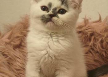 Brytyjski śliczny kocurek