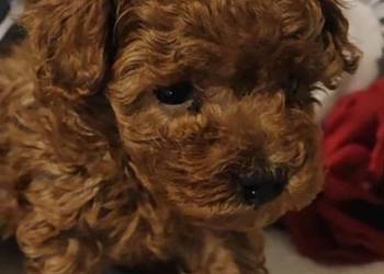 ,Pudelki malutkie toy-po 20 marca odbior