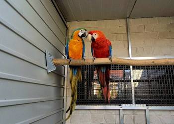 Ara Macao x Catalina