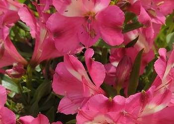 Alstroemeria Inticancha Romance