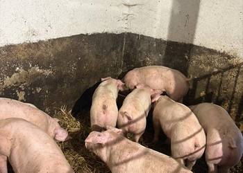 Sprzedam prosięta do dalszego chowu od rolnika