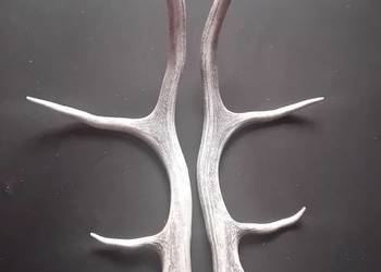 Poroże jelenia - zrzuty.