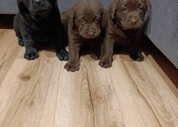 Pieski i suczki czarne, czekoladowe i biszkoptowe Labradory Retriever