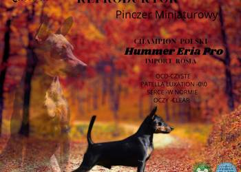 Pinczer miniaturowy reproduktor