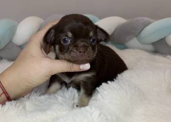 Chihuahua długowłosy piesek choco tan badania DNA rodowód