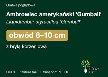 Ambrowiec amerykański 'Gumball' obwód 8-10 cm, z bryłą – HURT