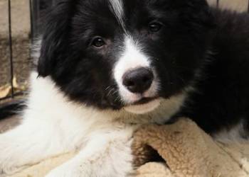 Hodowla FCI oferuje szczenięta border collie po starannie dobranym skojarze