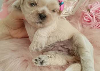 Przepiękna suczka rasy Shih-Tzu szuka domku