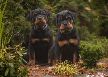 ROTTWEILER ZKwP-FCI zapowiedz miotu.