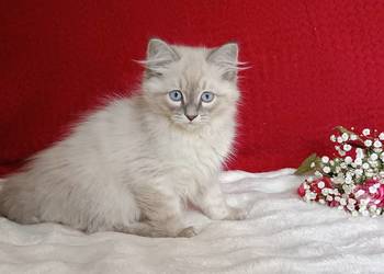 Koty Syberyjskie Neva Masquerade - OLO ZKolakowegoDomu*PL