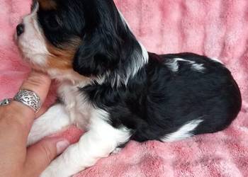 Cavalier King Charles Spaniel