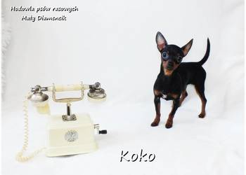 !! Ultra MINI !! Sunia KOKO Pinczer miniaturowy ( Ratlerek ) z Rodowodem