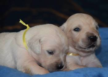 Golden retriever szczenięta zkwp fci