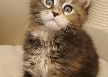 PULCHERIA koteczka MCO