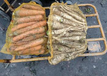 marchew -pietruszka czosnek