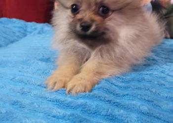 Suczka Szpic miniaturowy malusieńka