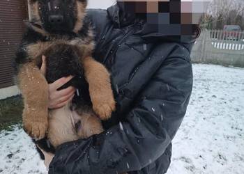 Owczarek niemiecki długowłosy