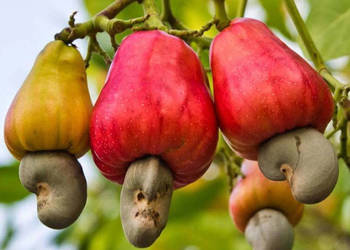 NANERCZ  Anacardium occidentale - NASIONA 2 sztuki - 10g