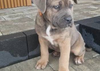 Cane Corso pieski rodowodowe płowe
