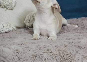 *** Gotowa Do Odbioru*** Przepiękna Dziewczynka Chihuahua***
