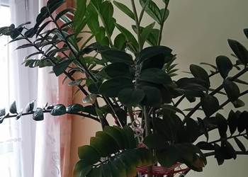 Zamiokulkas, roślina doniczkowa - sprzedam