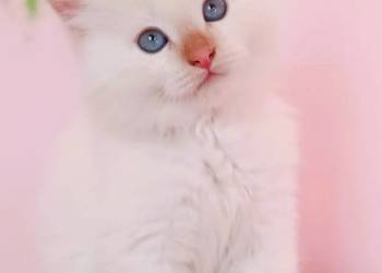 Śliczny kocurek Syberyjski Neva Masquerade cream-point