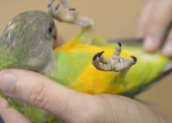 SENEGALKA AFRYKAŃSKA SAMICA 25