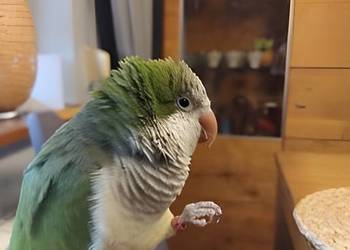 Papuga mnicha nizinna ręcznie karmiona