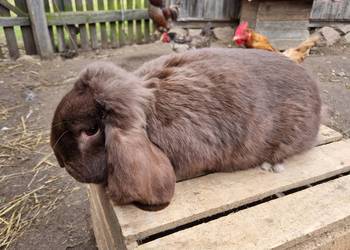 Samiec Baran francuski hawana