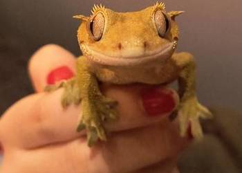 Dorosły gekon orzęsiony duży bez ogonka