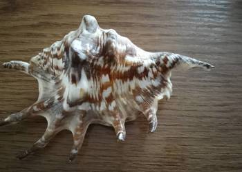 Muszla lambis 15 cm