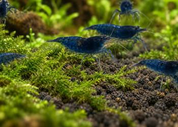 KREWETKA BLUE VELVET – NEOCARIDINA DAVIDI
