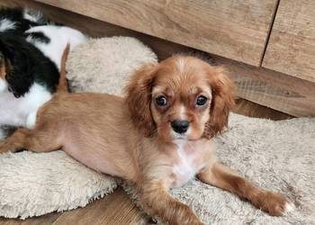 Szczeniaczek gotowy do nowego kochajocego domu cavalier king chars spanoel