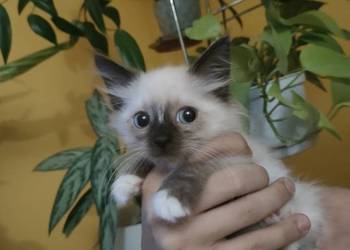 Kotek Syberyjski Neva masquard już do odbioru