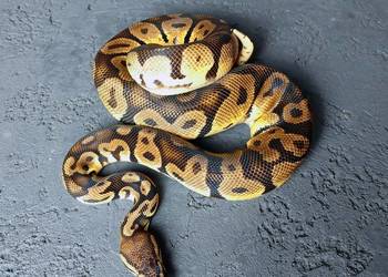 Pyton Królewski Samiec Orange Dream Pastel Vanilla/Fire