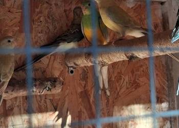 Młode papugi świergotki