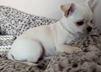 Piesek chihuahua kremowy ZKwP