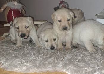 Labrador Retriever szczeniaki
