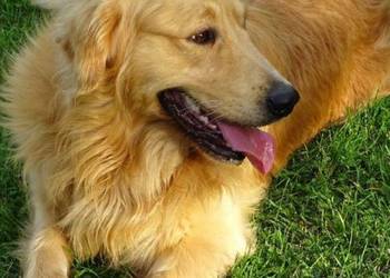 Piękny golden retriever