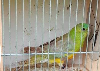 Samce świergotki zmienią woliere