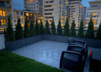 Tuja szmaragd tuje thuja szmaragdowa na żywopłot